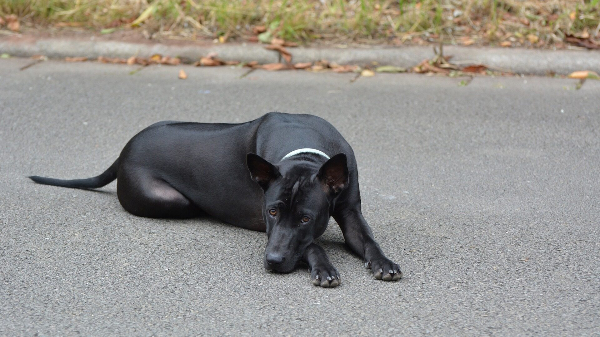 santé Thaï Ridgeback