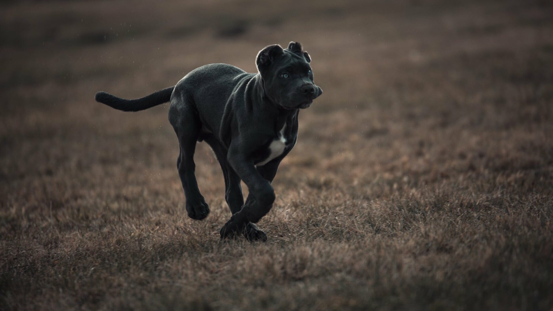 santé bandog