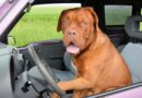 taxi animalier