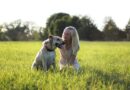 top chiens de compagnie