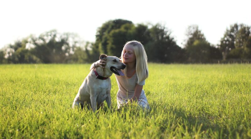 top chiens de compagnie