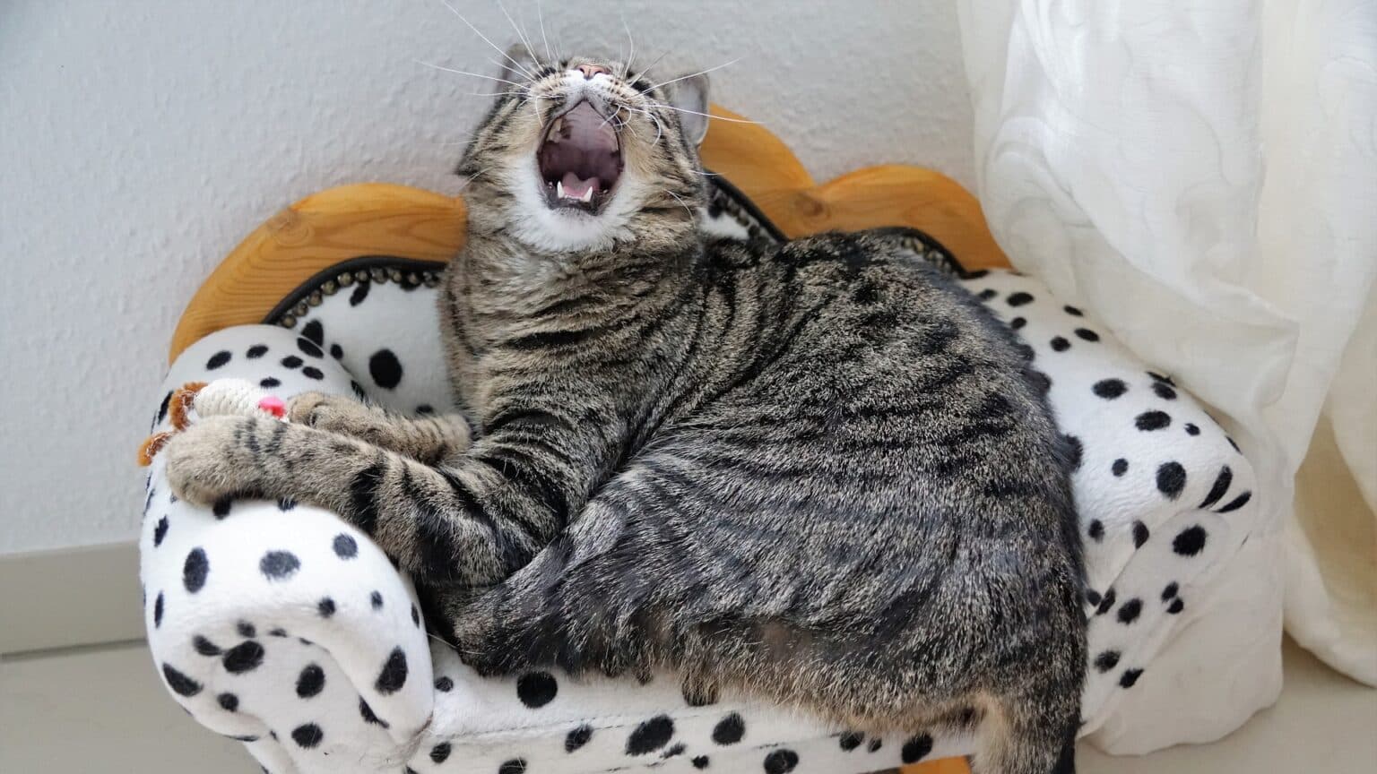 Chat qui éternue pourquoi ? Comment le traiter