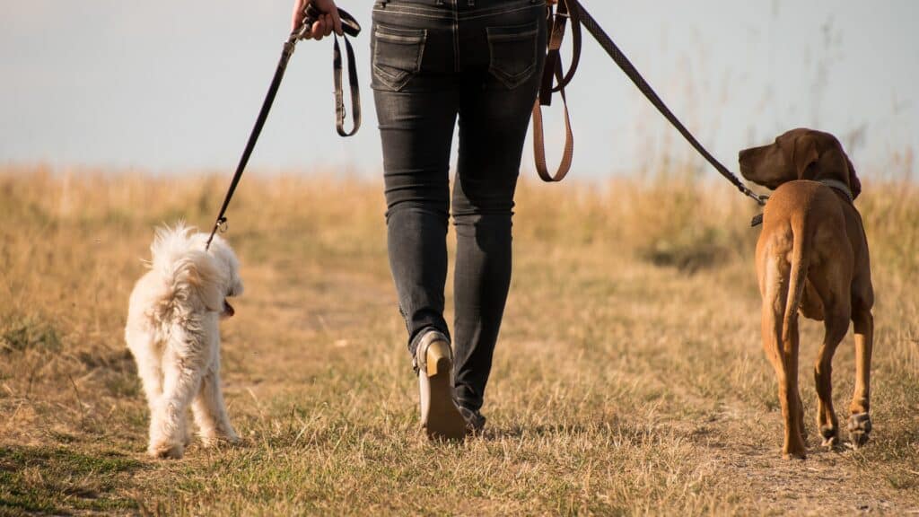 types de pensions pour chien