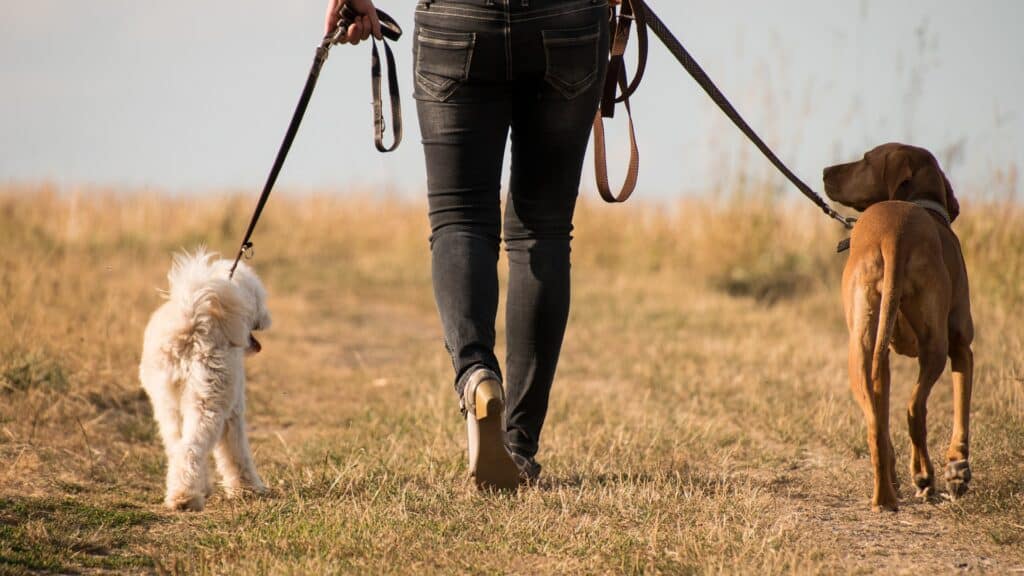 types de pensions pour chien