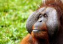 Tout connaître sur l’orang-outan