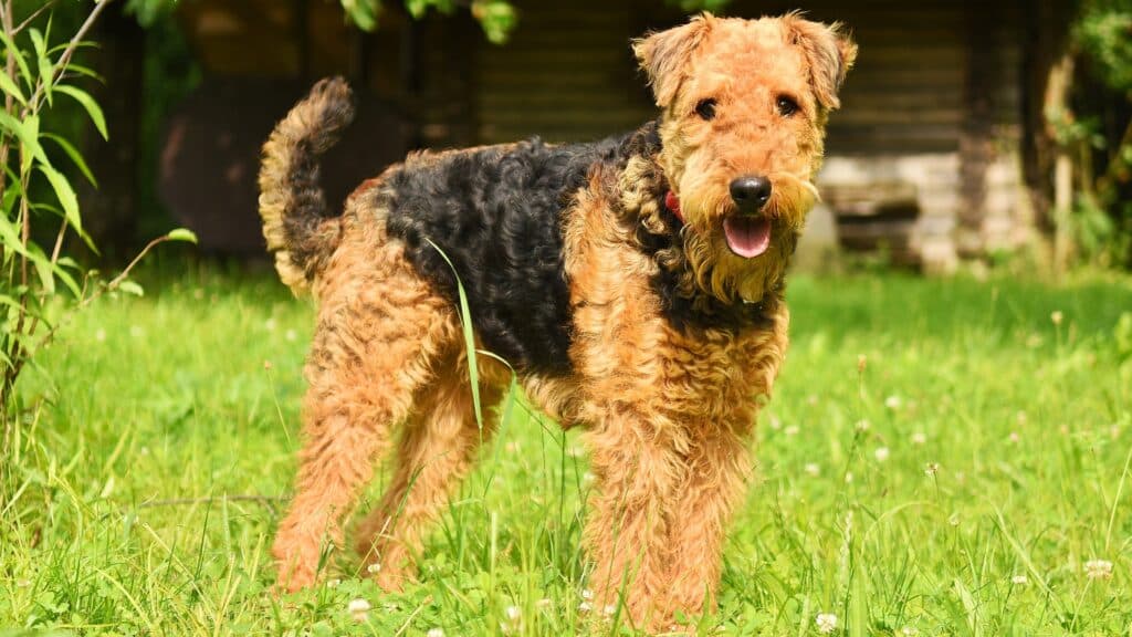 Airedale terrier