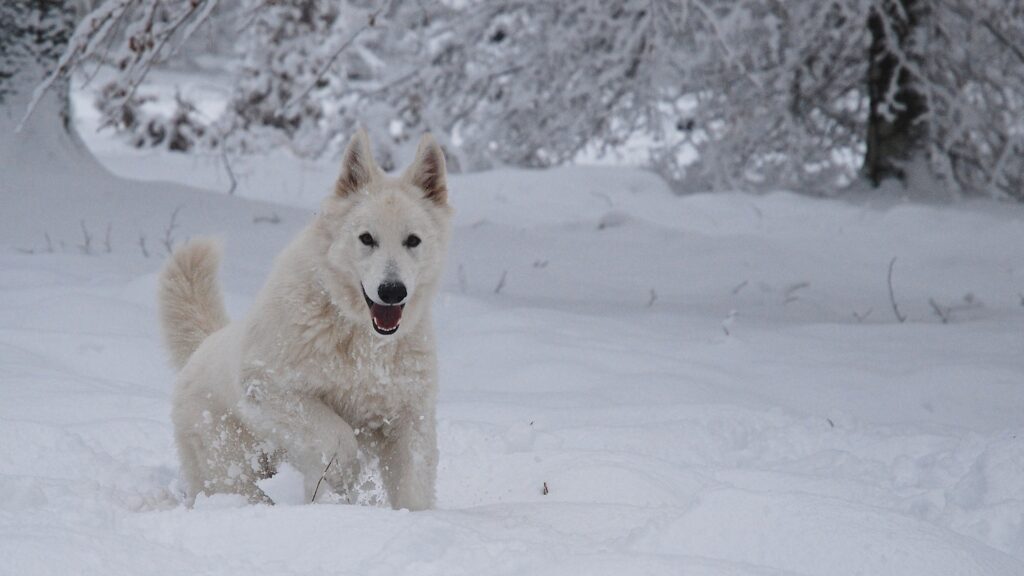 Berger blanc suisse