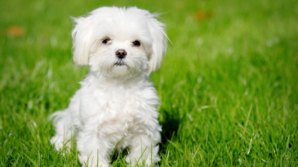 Bichon maltais