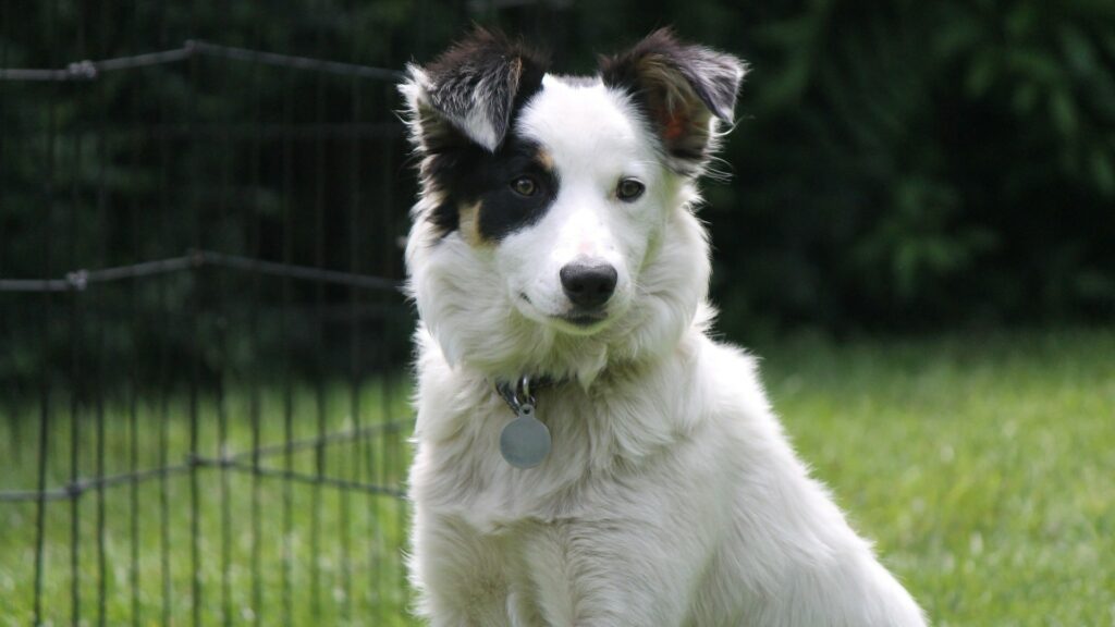 Border collie