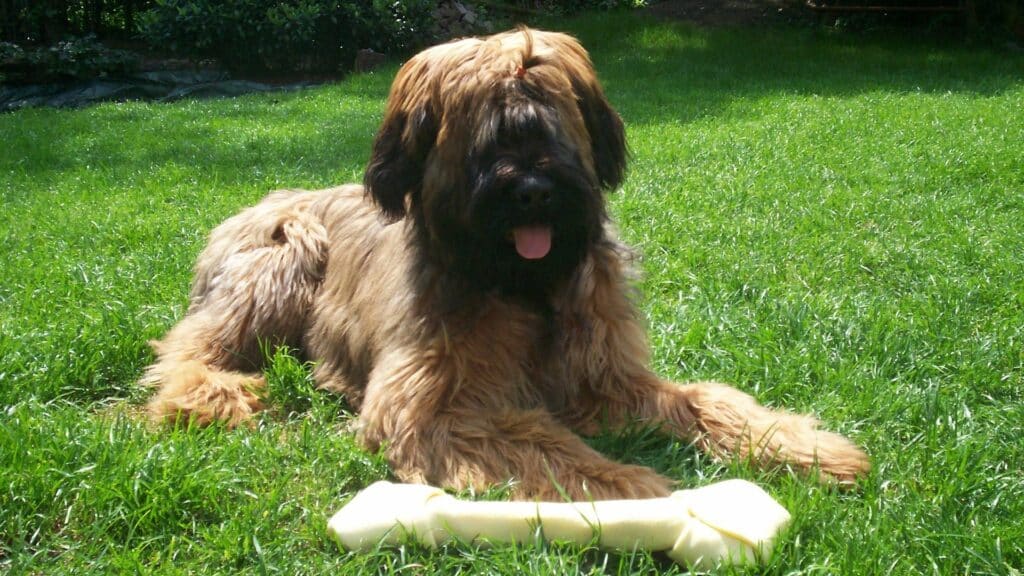 Briard