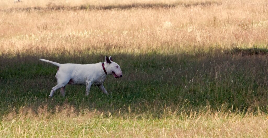 Bull terrier miniature