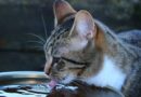 Chat qui boit beaucoup