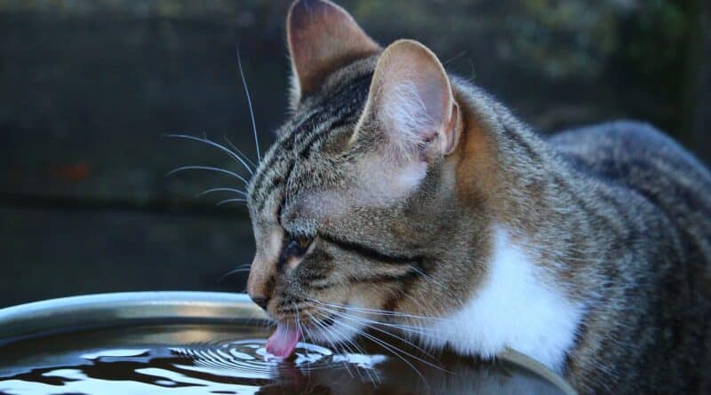 Chat qui boit beaucoup