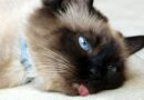 Chat qui tire la langue