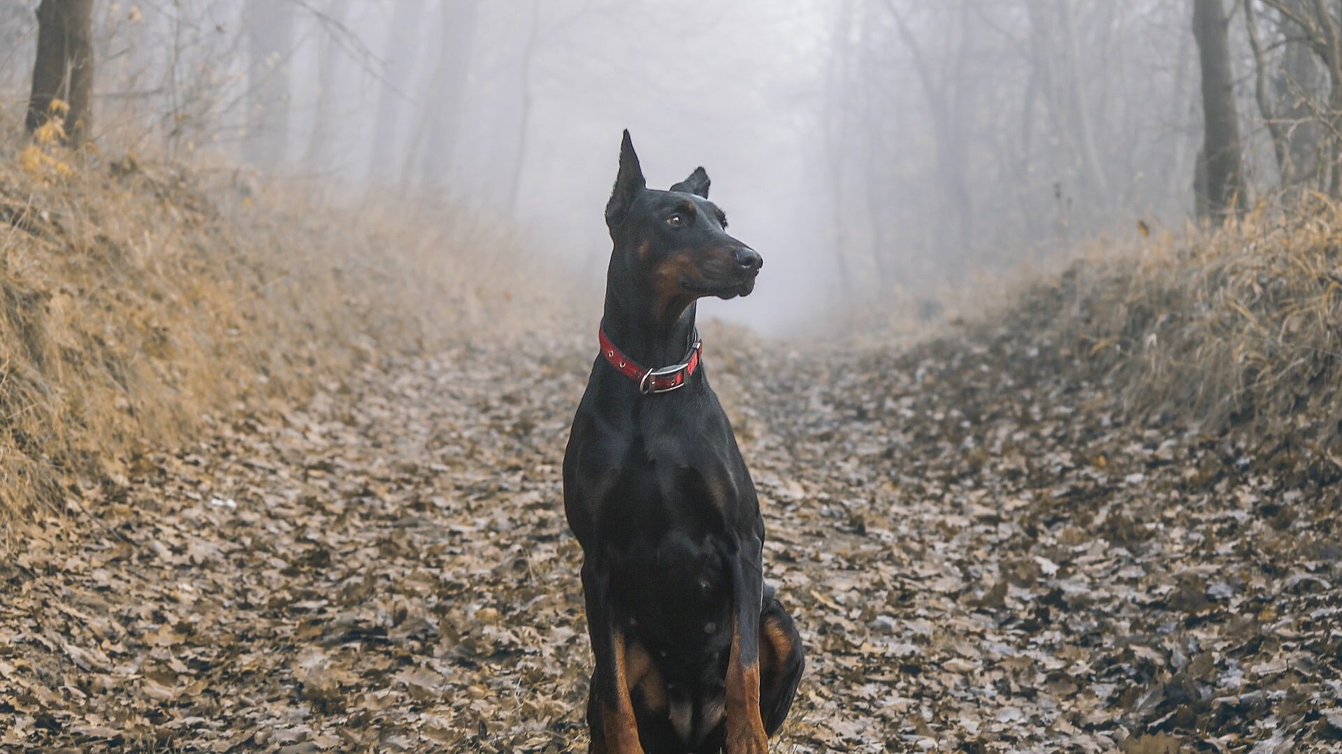 Chien de garde noir et feu notre top 8
