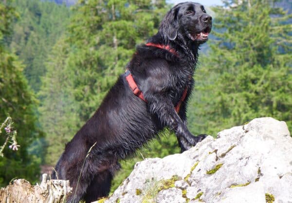 Flat Coated Retriever