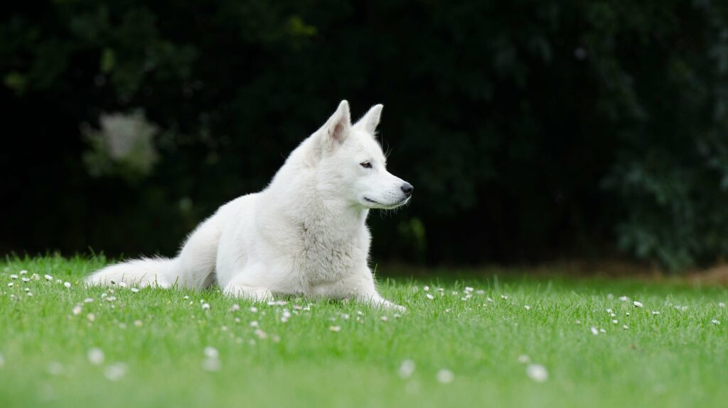 Husky