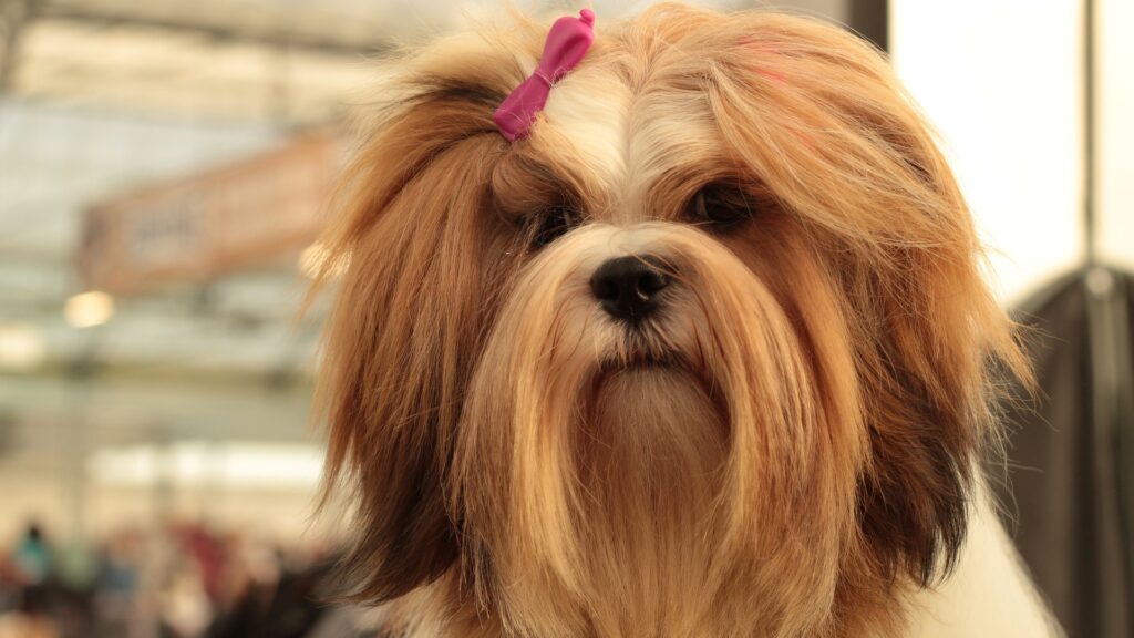 Lhassa apso