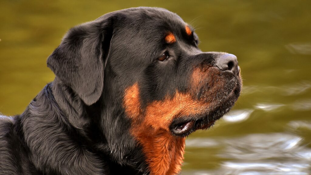 Rottweiller