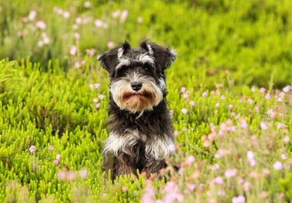 Schnauzer Moyen