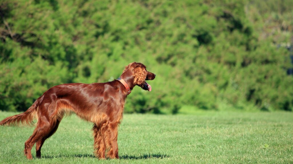 Setter irlandais