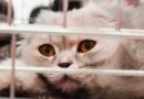 Souffle au cœur du chat