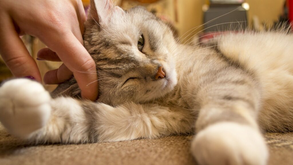 activité de garde de chat à domicile