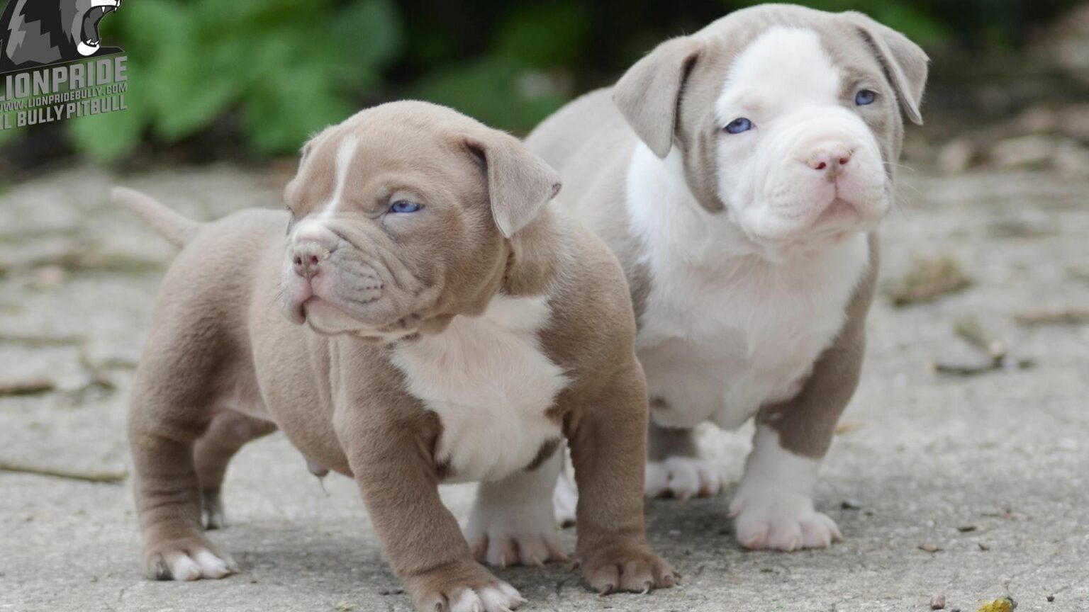 American bully Prix de ce chien, Caractère, Santé, Alimentation