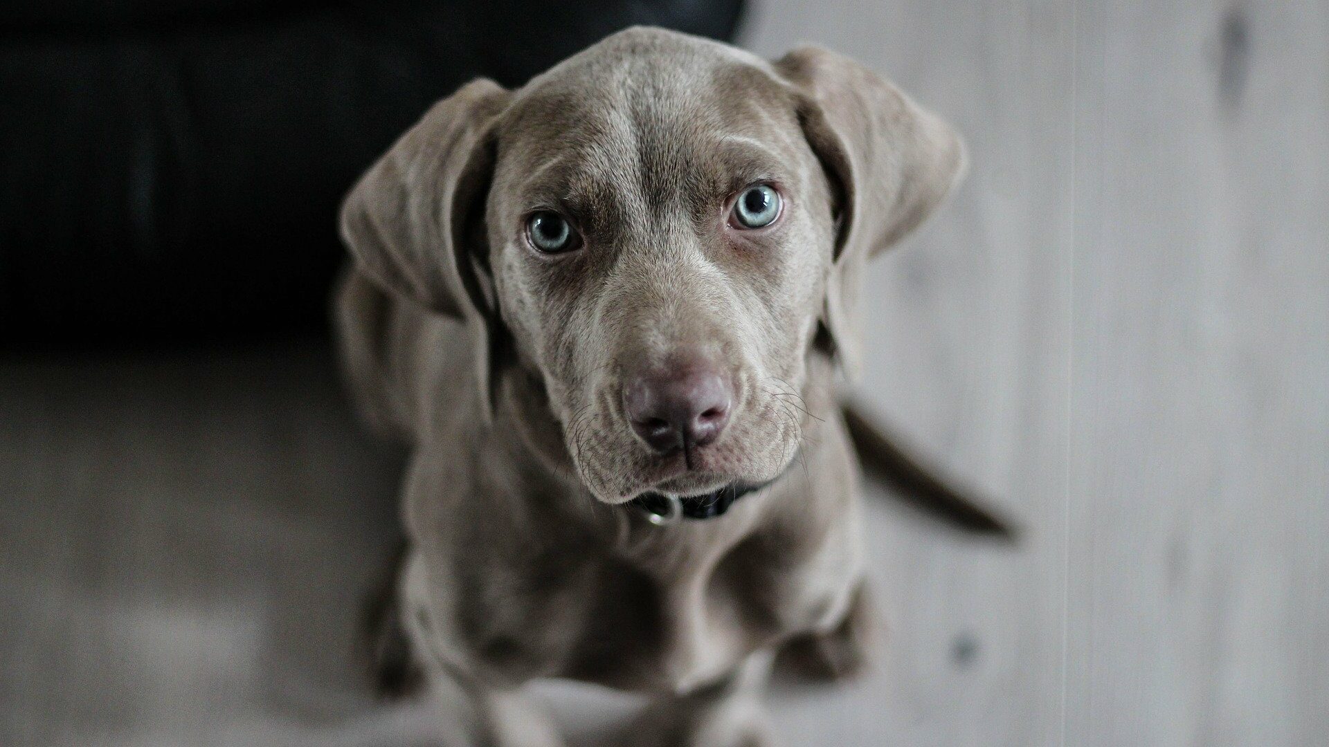 adopter Braque de Weimar