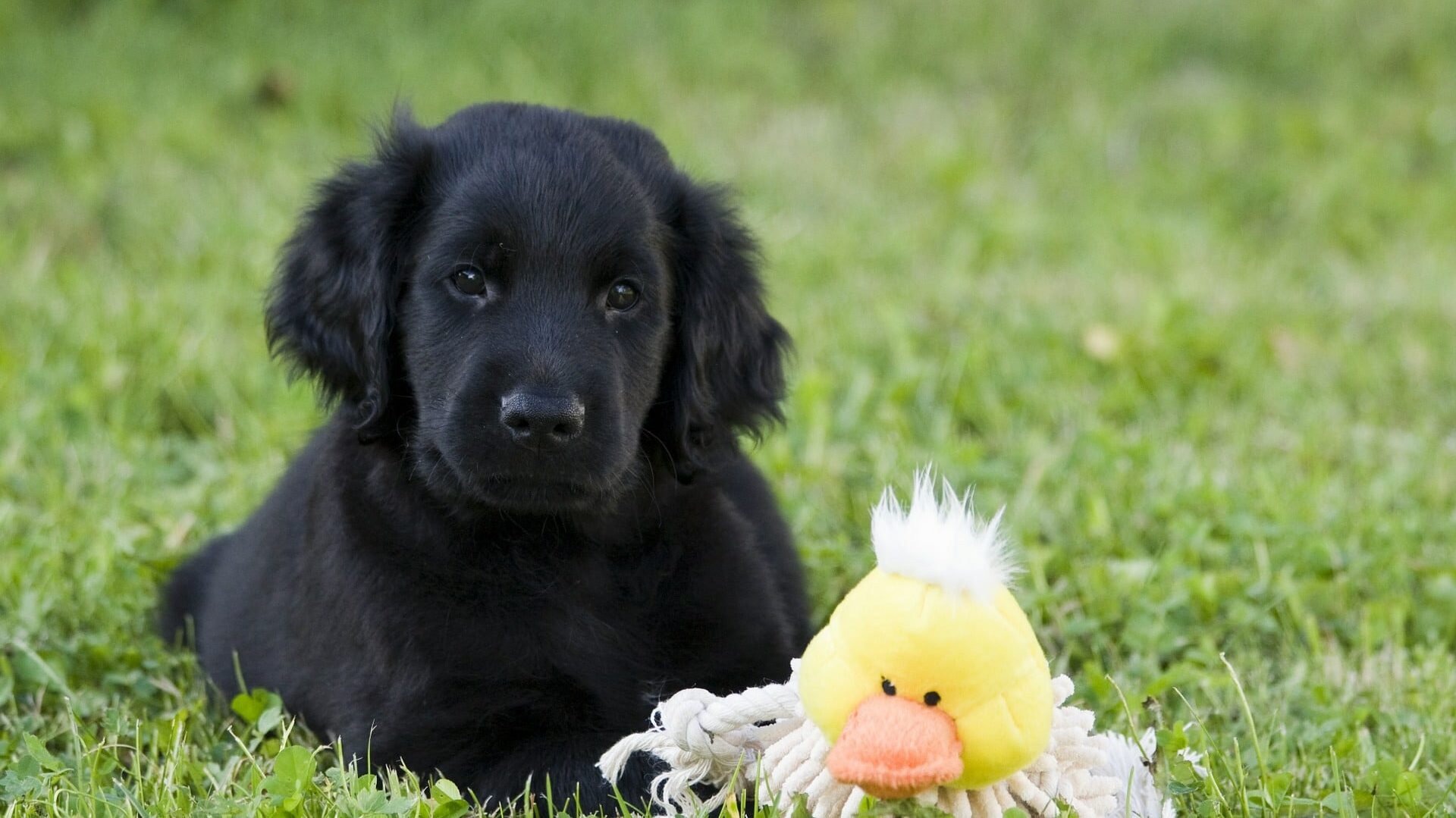 adopter Flat Coated Retriever