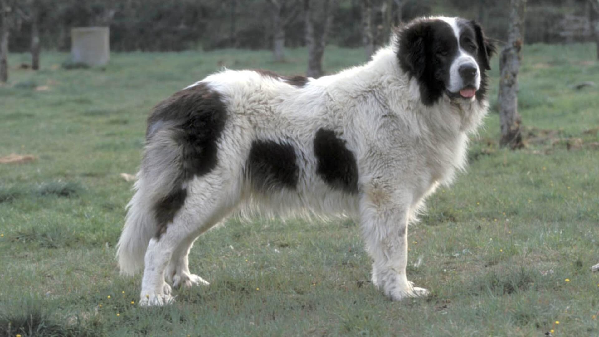 adopter Mâtin des Pyrénées