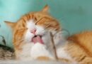 Comment bien accueillir un chat à la maison ?