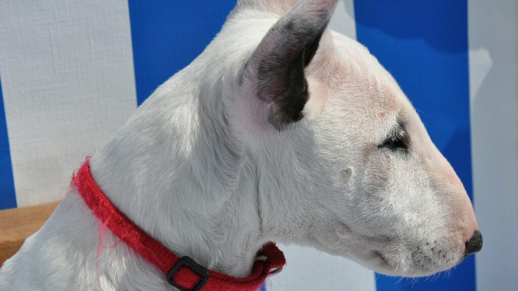 bull terrier