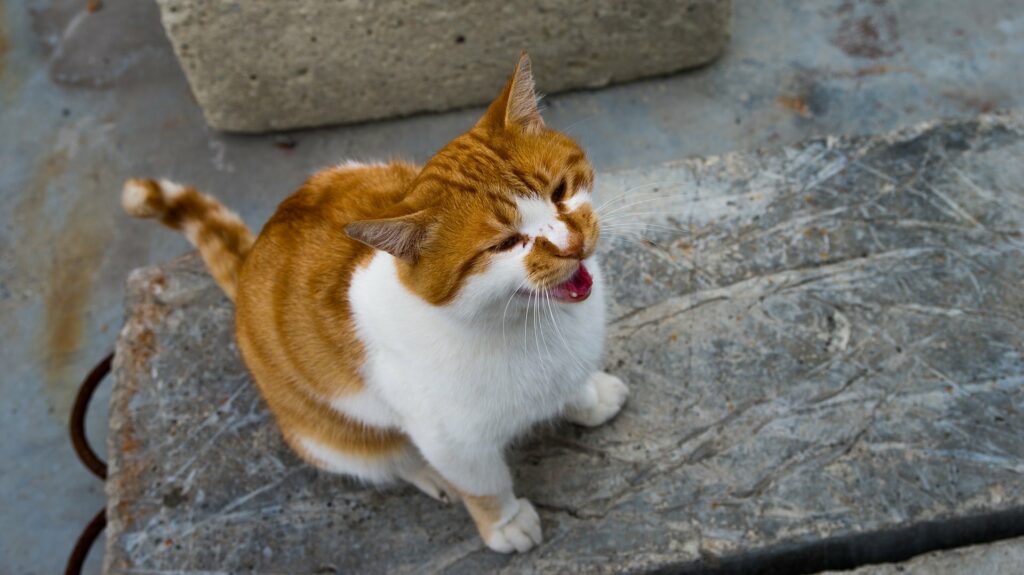 calmer une chatte en chaleur