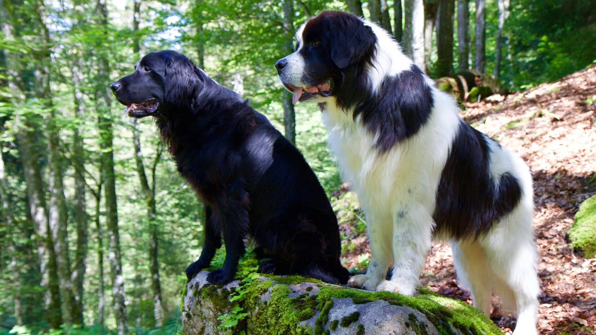 caractère Flat Coated Retriever