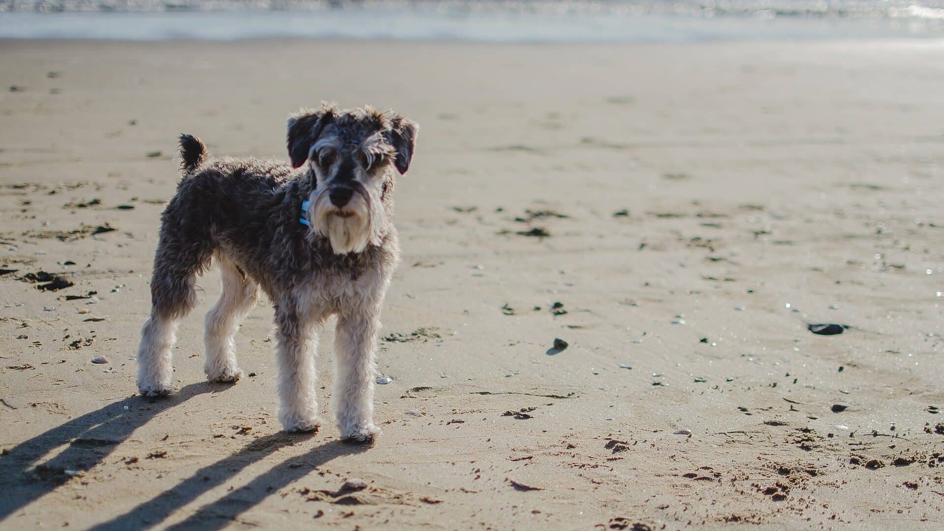 caractère Schnauzer Moyen