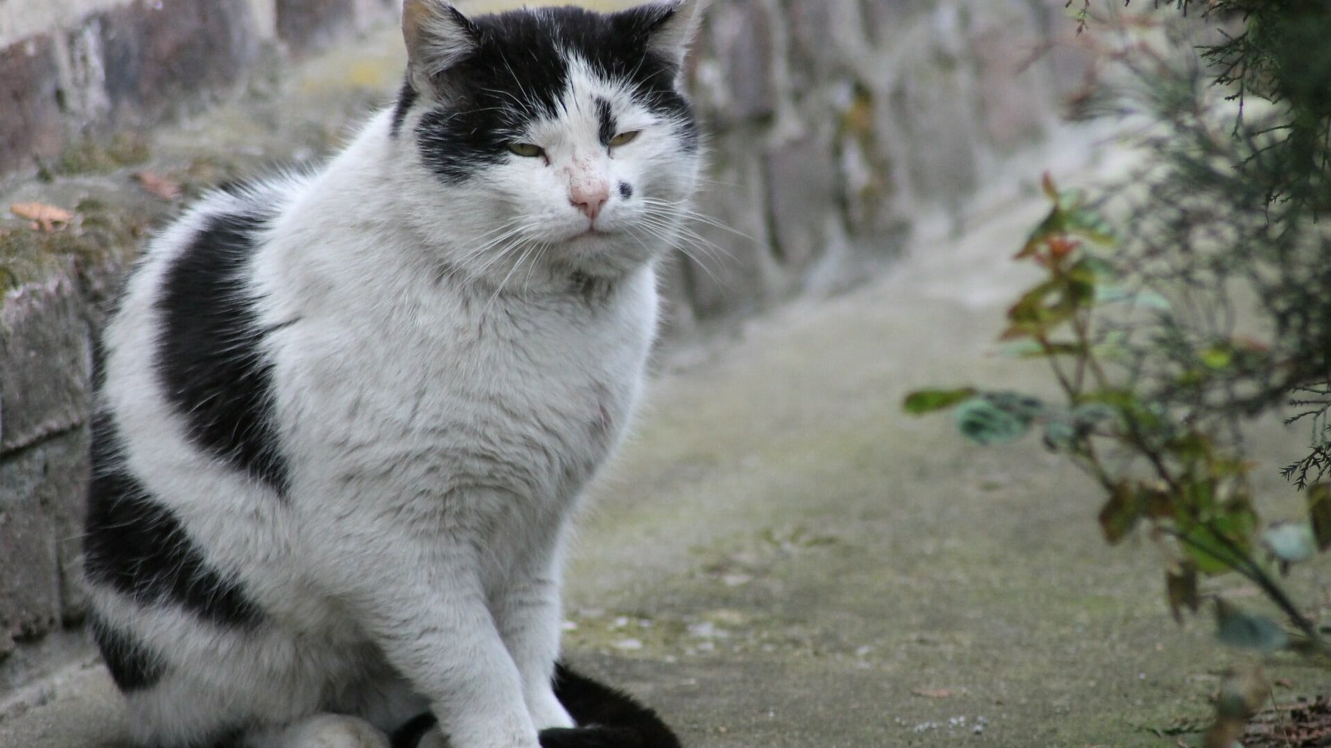 Eczéma chat symptômes, causes, traitements