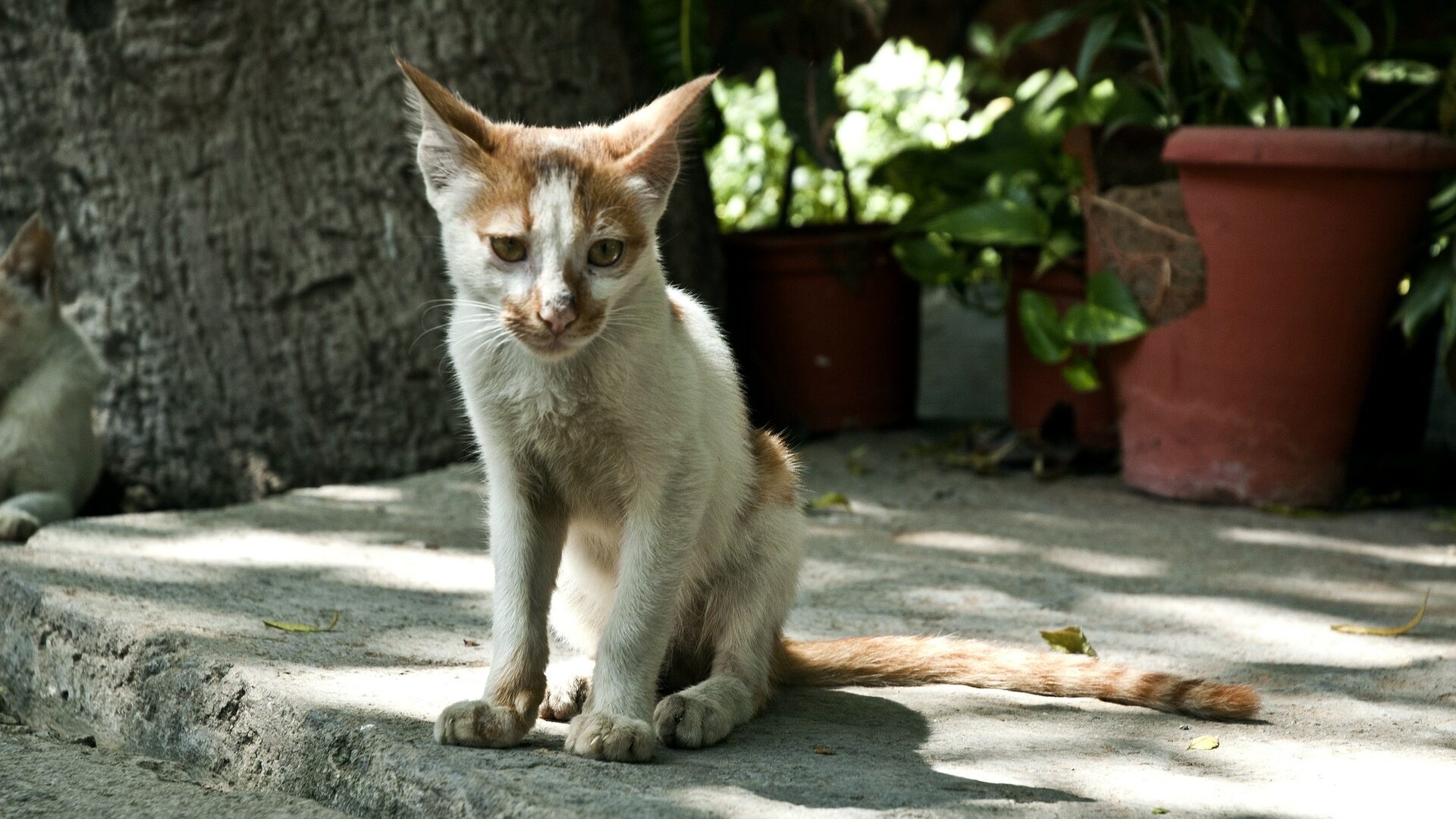 Chat maigre quelles peuvent en être les raisons