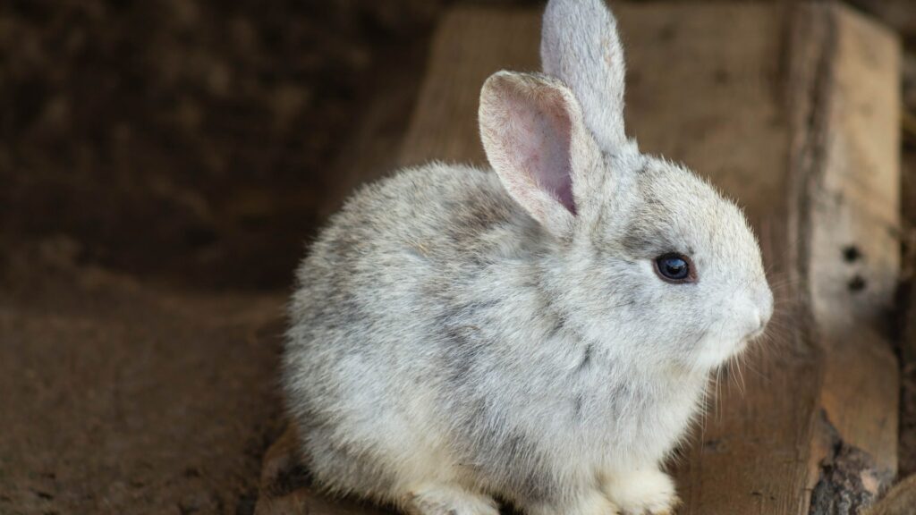 causes coccidiose lapin