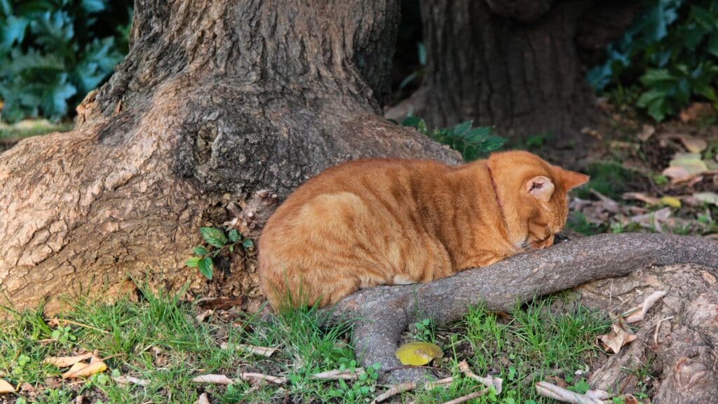 causes pancréatite chat