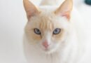 chat albinos