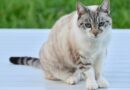 chat constipé