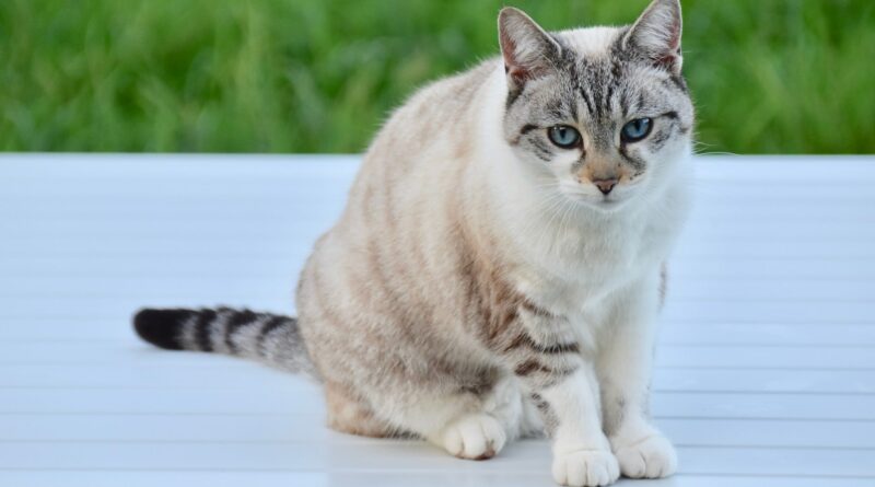 chat constipé