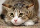 chat craintif
