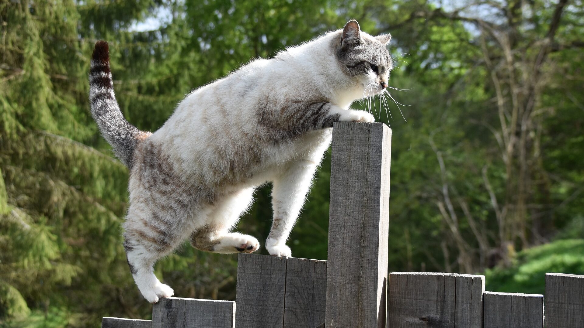 Jusqu A Quel Age Grandit Un Chat De Gouttière Chat de gouttière : quelles spécificités