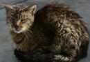 chat empoisonné