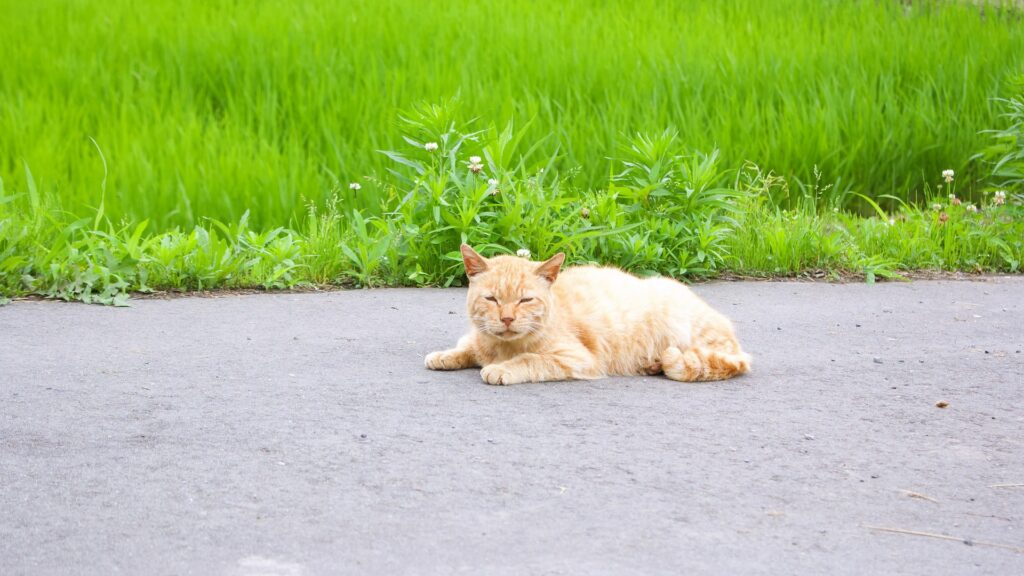 chat empoisonné les causes