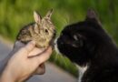 chat et lapin