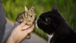 chat et lapin