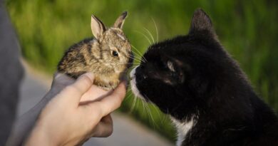 chat et lapin